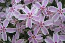 Sammalleimu2C_Phlox_subulata_IMG_1841.jpg