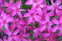 Sammalleimu2C_Phlox_subulata_IMG_1843.jpg