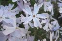 Sammalleimu2C_Phlox_subulata_IMG_1854.jpg