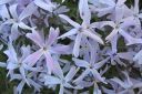 Sammalleimu2C_Phlox_subulata_IMG_1858.jpg