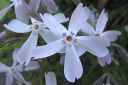 Sammalleimu2C_Phlox_subulata_IMG_1862.jpg