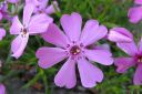 Sammalleimu2C_Phlox_subulata_IMG_1866.jpg