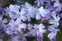 Sammalleimu2C_Phlox_subulata_IMG_1878.jpg