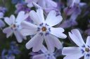 Sammalleimu2C_Phlox_subulata_IMG_1879.jpg