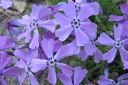 Sammalleimu2C_Phlox_subulata_IMG_1887.jpg