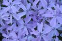 Sammalleimu2C_Phlox_subulata_IMG_1889.jpg