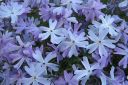 Sammalleimu2C_Phlox_subulata_IMG_1892.jpg