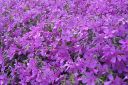 Tiedostonimi=Sammalleimu2C_Phlox_subulata_IMG_2240.jpg
Tiedostokoko=87kt
Koko=600x399
Lisätty=11.03.2011 Sammalleimu2C_Phlox_subulata_IMG_2240.jpg