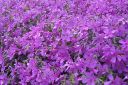 Sammalleimu2C_Phlox_subulata_IMG_2240.jpg