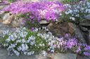 Sammalleimu2C_Phlox_subulata_IMG_2504.jpg