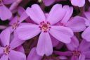 Sammalleimu2C_Phlox_subulata_IMG_2947.jpg