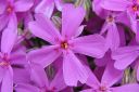 Sammalleimu2C_Phlox_subulata_IMG_2948.jpg