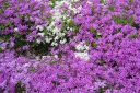 Sammalleimu2C_Phlox_subulata_IMG_2949.jpg