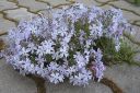 Sammalleimu2C_Phlox_subulata_IMG_3004.jpg