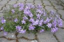 Sammalleimu2C_Phlox_subulata_IMG_3006.jpg