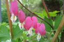 Sarkynytsydan2C_Dicentra_spectabilis_IMG_0127.jpg