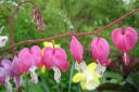 Sarkynytsydan2C_Dicentra_spectabilis_IMG_0128.jpg