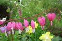 Sarkynytsydan2C_Dicentra_spectabilis_IMG_0129.jpg