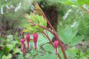 Sarkynytsydan2C_Dicentra_spectabilis_IMG_0130.jpg