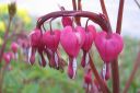 Sarkynytsydan2C_Dicentra_spectabilis_IMG_1387.jpg