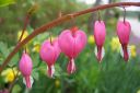 Sarkynytsydan2C_Dicentra_spectabilis_IMG_2132.jpg