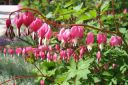 Sarkynytsydan2C_Dicentra_spectabilis_IMG_8287.jpg