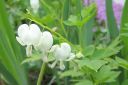 Sarkynytsydan2C_Dicentra_spectabilis__Alba__IMG_0801.jpg