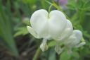 Tiedostonimi=Sarkynytsydan2C_Dicentra_spectabilis__Alba__IMG_0803.jpg
Tiedostokoko=28kt
Koko=600x400
Lisätty=11.03.2011 Sarkynytsydan2C_Dicentra_spectabilis__Alba__IMG_0803.jpg
