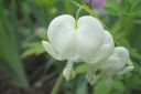 Sarkynytsydan2C_Dicentra_spectabilis__Alba__IMG_0803.jpg