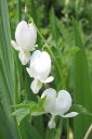 Sarkynytsydan2C_Dicentra_spectabilis__Alba__IMG_6313.jpg