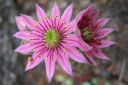 Tiedostonimi=Seittimehitahti2C_Sempervivum_arachnoideum_IMG_2658.jpg
Tiedostokoko=42kt
Koko=600x399
Lisätty=11.03.2011 Seittimehitahti2C_Sempervivum_arachnoideum_IMG_2658.jpg