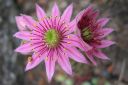 Seittimehitahti2C_Sempervivum_arachnoideum_IMG_2658.jpg