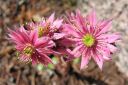 Seittimehitahti2C_Sempervivum_arachnoideum_IMG_3964.jpg