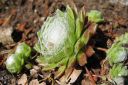 Seittimehitahti2C_Sempervivum_arachnoideum_IMG_3965.jpg