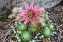 Seittimehitahti2C_Sempervivum_arachnoideum_IMG_5443.jpg