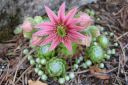 Seittimehitahti2C_Sempervivum_arachnoideum_IMG_5444.jpg