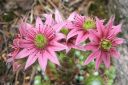 Seittimehitahti2C_Sempervivum_arachnoideum_IMG_6358.jpg