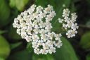 Siankarsamo2C_Achillea_millefolium_IMG_0651.jpg