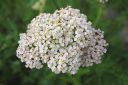 Siankarsamo2C_Achillea_millefolium_IMG_4343.jpg