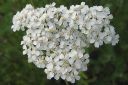 Siankarsamo2C_Achillea_millefolium_IMG_4344.jpg