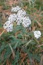 Siankarsamo2C_Achillea_millefolium_IMG_5538.jpg