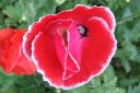 Silkkiunikko2C_Papaver_rhoeas_IMG_0004.jpg