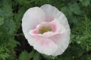 Tiedostonimi=Silkkiunikko2C_Papaver_rhoeas_IMG_0005.jpg
Tiedostokoko=44kt
Koko=600x400
Lisätty=11.03.2011 Silkkiunikko2C_Papaver_rhoeas_IMG_0005.jpg