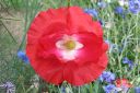 Silkkiunikko2C_Papaver_rhoeas_IMG_0950.jpg