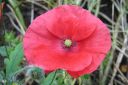 Silkkiunikko2C_Papaver_rhoeas_IMG_3279.jpg