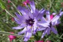 Sinikatana2C_Catananche_caerulea_IMG_0331.jpg