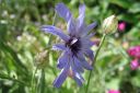 Sinikatana2C_Catananche_caerulea_IMG_0333.jpg