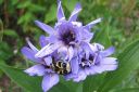 Sinikatana2C_Catananche_caerulea_IMG_0805.jpg