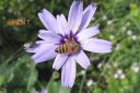 Sinikatana2C_Catananche_caerulea_IMG_7967.jpg