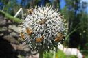 Sinipallo-ohdake2C_Echinops_bannaticus_IMG_0213.jpg